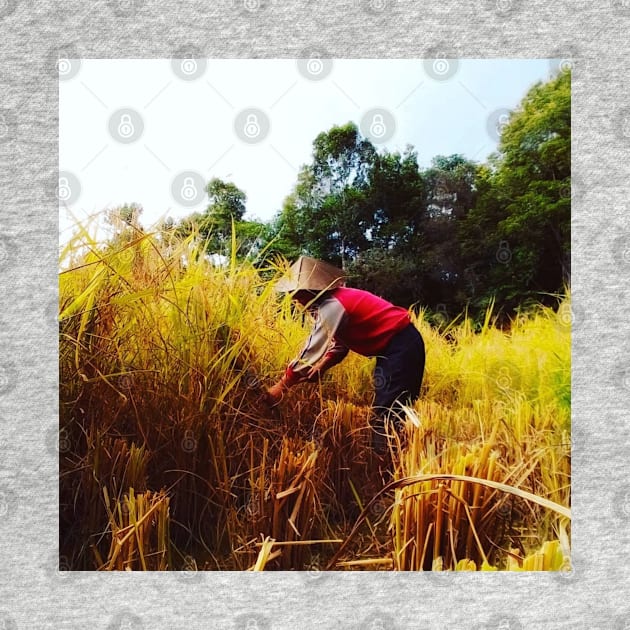 harvesting rice on the fields by hypocrite human